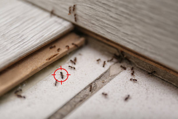 Best Local Pest Control Services  in Bement, IL