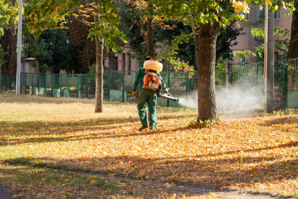 Best Spider Control Near Me  in Bement, IL