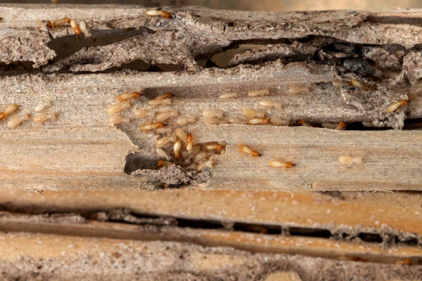 Best Flea Control Services  in Bement, IL