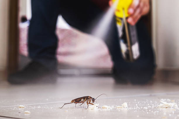 Best Wasp Removal Services  in Bement, IL